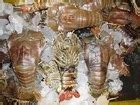 Frozen Sand Lobster At Best Price In Kolkata By Philo PLC ID 8409867655