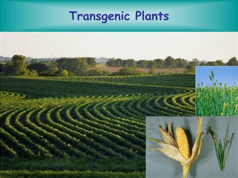 PPT - Transgenic Plants PowerPoint Presentation, free download - ID:5266745