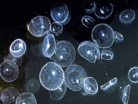 Bioluminescence, Sea jellies, Deep sea jellyfish