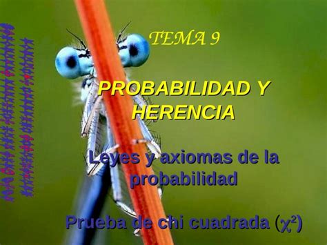 PPT Tema 9 Probabilidad Y Herencia DOKUMEN TIPS