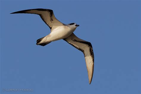 Petrel De Barau Colours Of Reunion Flickr