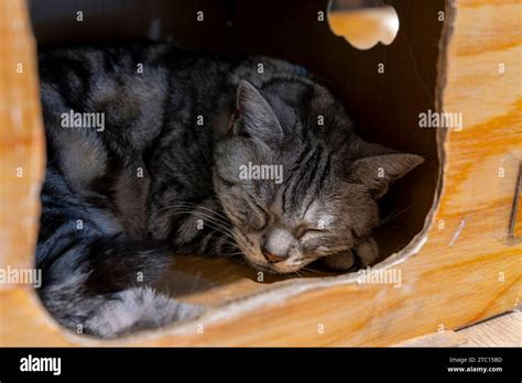 Cat Sleeping In The Basket Stock Photo Alamy