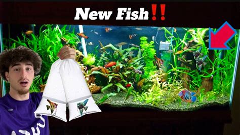 Buying New Fish For Planted Aquarium Youtube