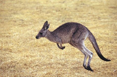 KANGOUROU GEANT Macropus Giganteus Stock Image - Image of animal, full: 172938849