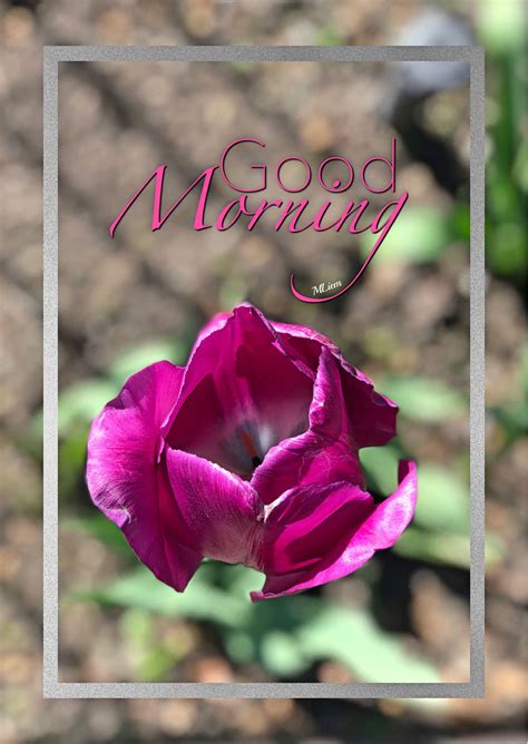 A Pink Flower With The Words Good Morning On It S Front And Bottom Corner