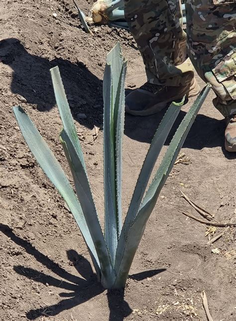 Cultivo De Agave Azul Tequilana De La Tierra Al Producto