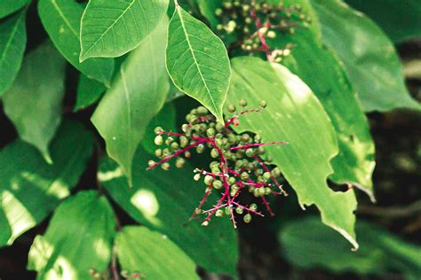 Pictures of Poison Sumac for Identification