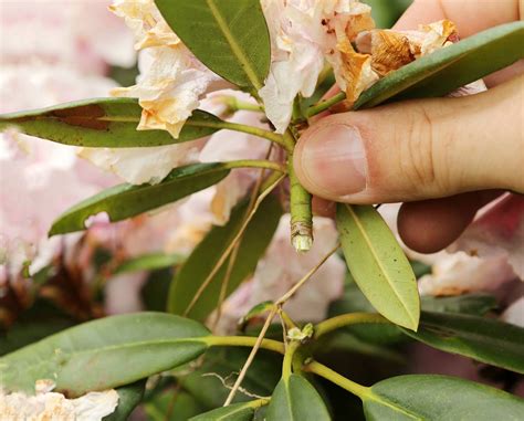 Rhododendron Pflege Selbst De