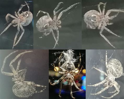 Orb Weaving Spider PEST CONTROL CANADA