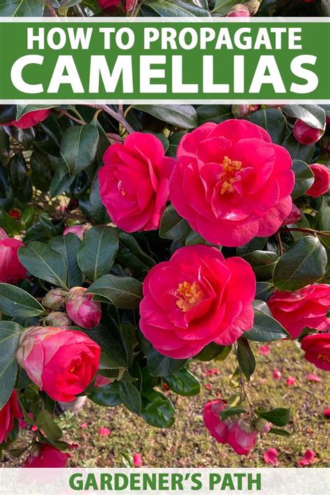 How To Propagate Camellia Flowers Gardeners Path Camellia Plant