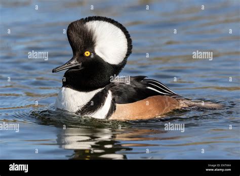 Male Hooded Merganser displaying Stock Photo - Alamy