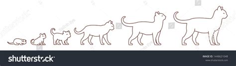 Stages Cat Growth Set Kitten Adult Stock Vector (Royalty Free) 1448621048 | Shutterstock