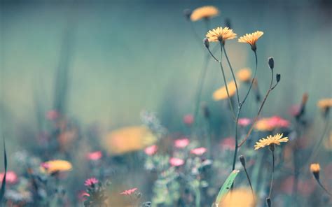 Fondos De Pantalla Luz De Sol Profundidad De Campo Flores