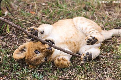 bathorsgindown: baby lion cubs playing