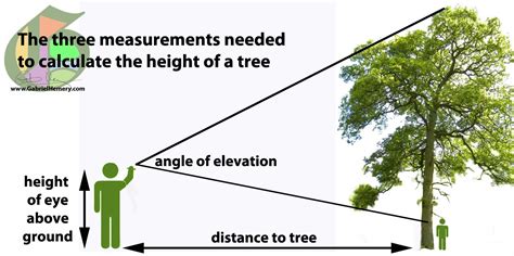 How to calculate tree height using a smartphone | Gabriel Hemery