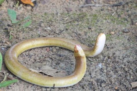 Cobra de Duas cabeças É venenosa 37 fotos