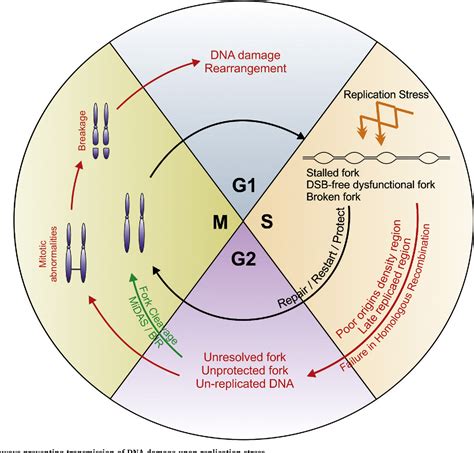 Mitosis | Semantic Scholar