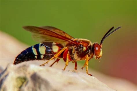 Ground Nesting Wasp Control Plunketts Pest Control