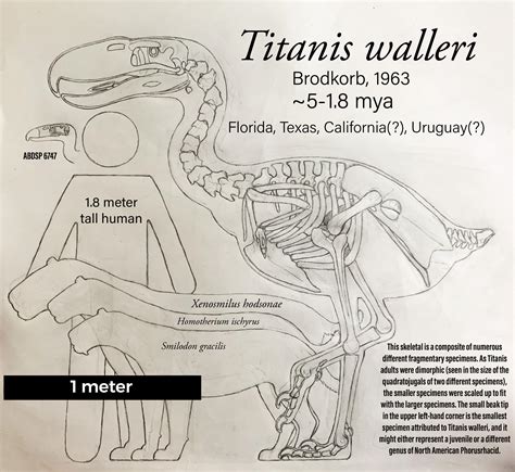 Titanis Walleri Apex Predator Of North America And The Last Terror