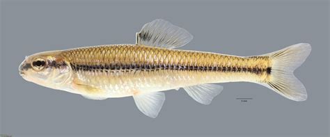 Bluntnose minnow - Alchetron, The Free Social Encyclopedia