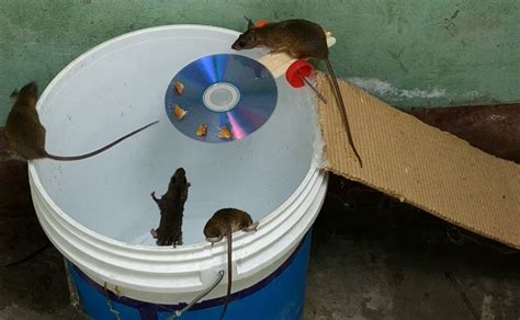 Homemade Rat Traps Step By Step Guide