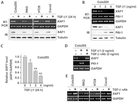 Tgf β1 Protects Colon Tumor Cells From Apoptosis Through Xaf1 Suppression