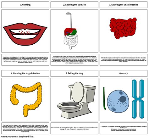 Bbc Bitesize Parts Of The Digestive System Ks2 At Lucas Youngberg Blog