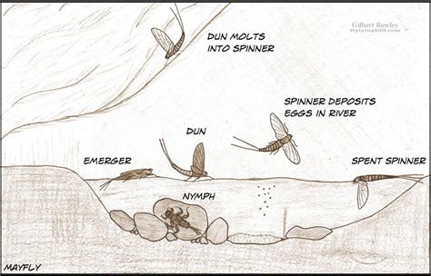 Mayfly Life Cycle Pictures