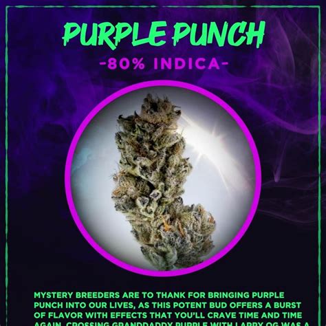 Purple Punch Cannabis Flower At Highland Patong Cannabis Lounge In