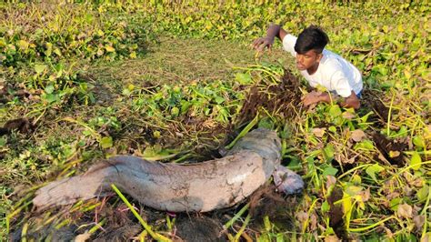 Amazing Boy Catching Big Catfish By Hand || Hand Fishing For Catfish ...