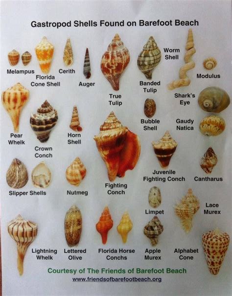 Shell Identification Sea Shells Shells Barefoot Beach