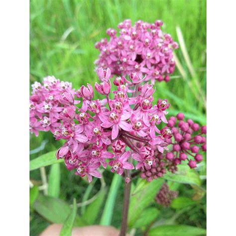 Asclepias Incarnata Rose Milkweed Swamp Milkweed Buy Native