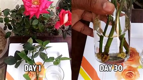 24 How To Grow Rose Plant From Cuttings In Water With Result Update Youtube