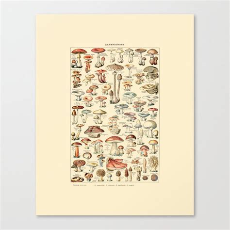 An Illustration Of Mushrooms And Other Things In The Wild Art Print By