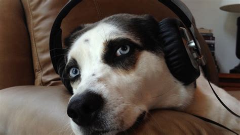 5 Best Dog Podcasts That Canine Lovers Must Listen To Dogtime