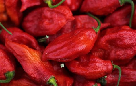 Ghost Pepper Guide Heat Flavor Pairings And More