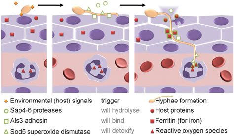 Candida Albicans As An Example For Adaptive Prediction Of Pathogens In Download Scientific