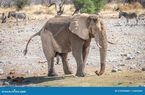 Afrikanischer Elefant Der Seine Genitalien In Einem Dominanzdisplay Im Etosha Park In Namibia