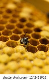 birth young bee bee born  stock photo  shutterstock