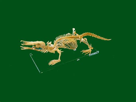 Duck Billed Platypus Skeleton - SkeletonsAndSkullsSuperstore