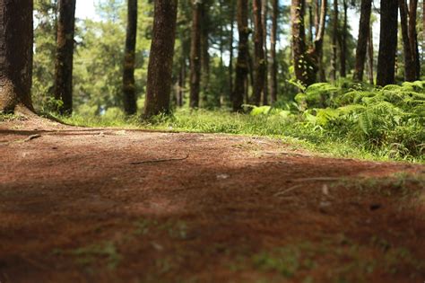 Madera Suelo Del Bosque Naturaleza Foto Gratis En Pixabay Pixabay