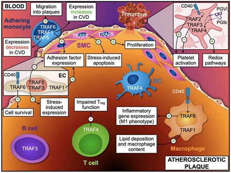 Traf Effector Functions In Atherosclerosis Distinct Cellular