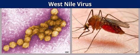 West Nile Virus Benton Franklin Health District