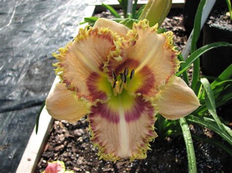 Daylily Hemerocallis Caspers Revenge In The Daylilies Database