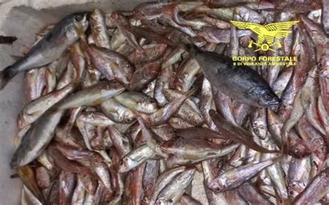 Youtg Net Cagliari Prodotti Senza Tracciabilit Chili Di Pesce