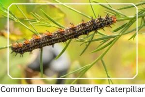 Common Buckeye Butterfly: Identification, Facts, & Pictures