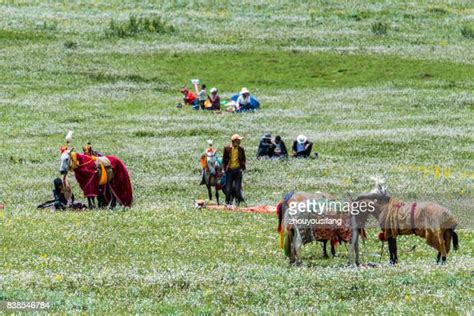 Yushu Summer Festival Photos And Premium High Res Pictures Getty Images