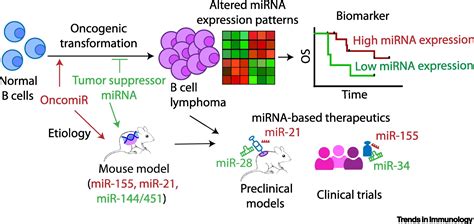 Mirna Based Therapies In B Cell Non Hodgkin Lymphoma Trends In Immunology