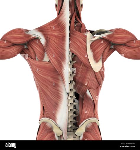 Anatomie Des Muscles