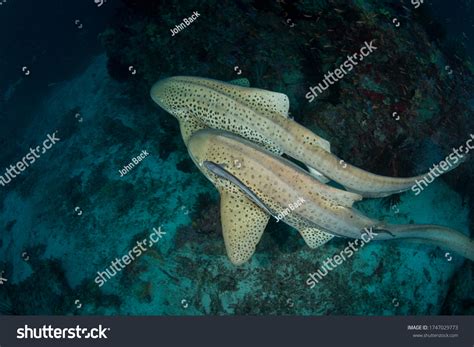 2,147 Shark habitat Images, Stock Photos & Vectors | Shutterstock